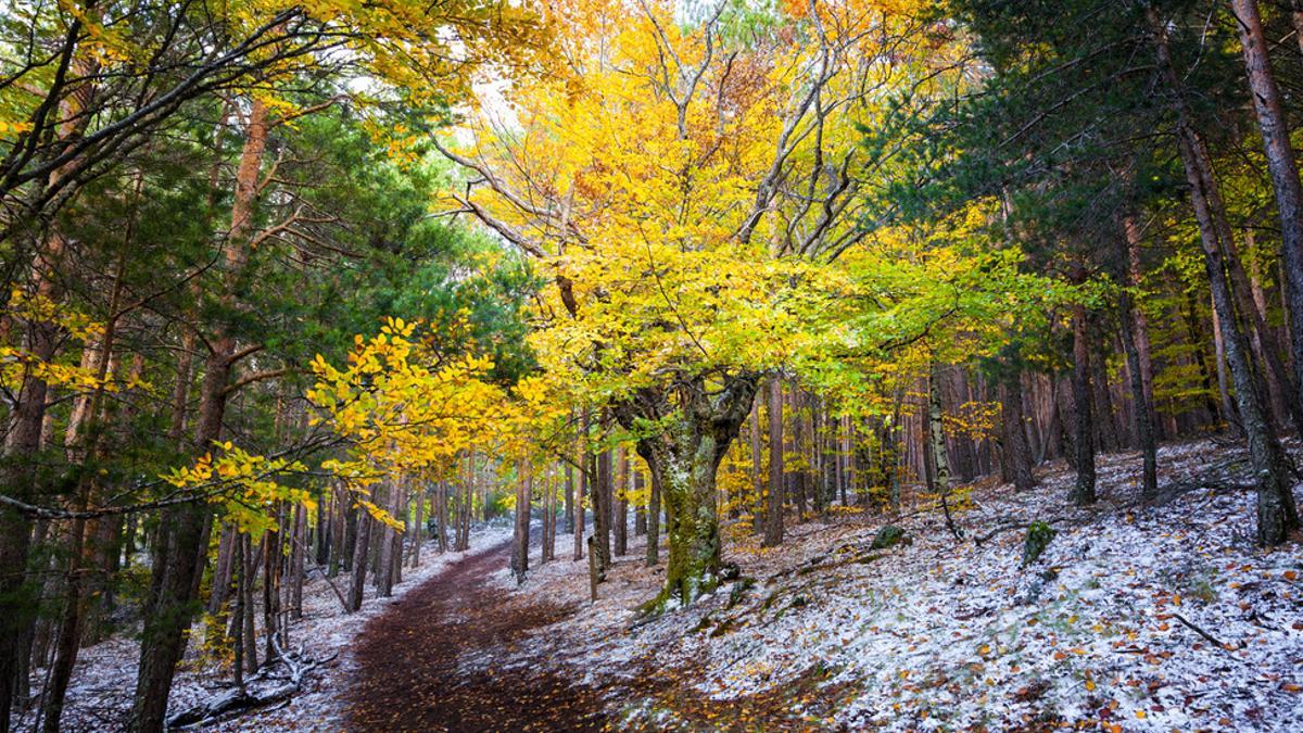 Por qué los gestores forestales deben conservar los bosques nativos frente a las plantaciones de árboles exóticos