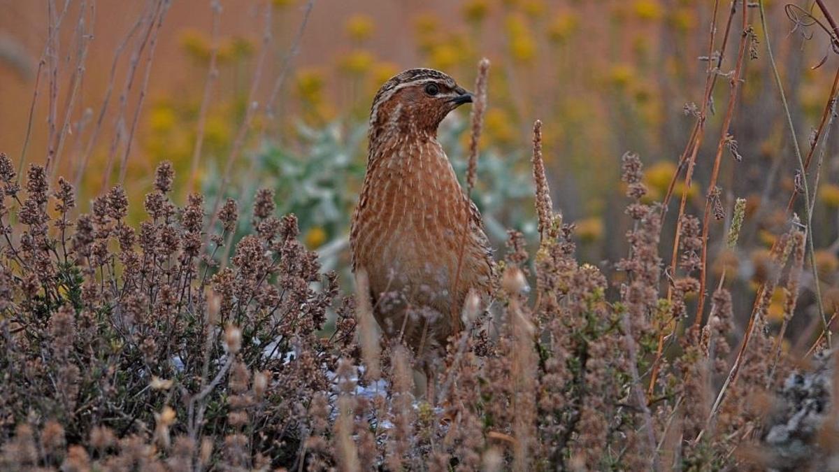 Los cazadores ganan: la codorniz no será declarada en peligro de extinción