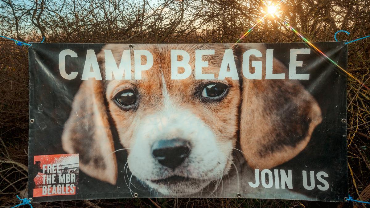 Camp Beagle resiste: victoria judicial contra el criadero de perros para experimentación MBR Acres