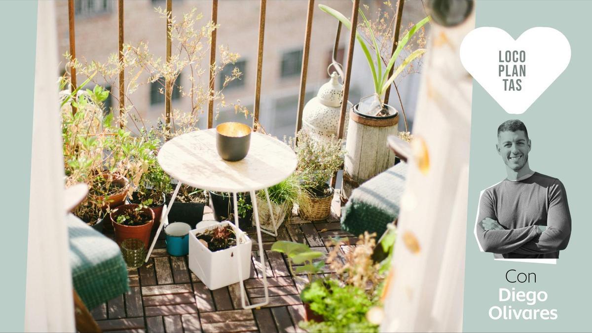 Cómo decorar con plantas un balcón o terraza desde cero: las claves de un experto