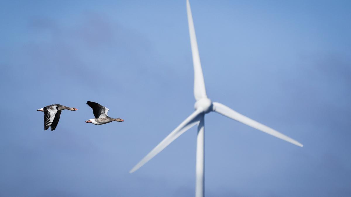 Los parques eólicos tendrán que detener sus palas para evitar matar millones de aves y murciélagos todos los años