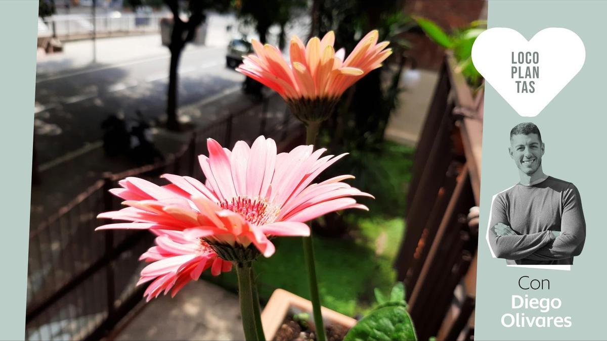 La pregunta que nos hacemos cada marzo: ¿Es demasiado pronto para plantar flores?