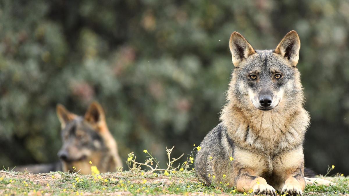 La convivencia con el lobo, a examen: todas la comunidades con manadas “necesitan mejorar”