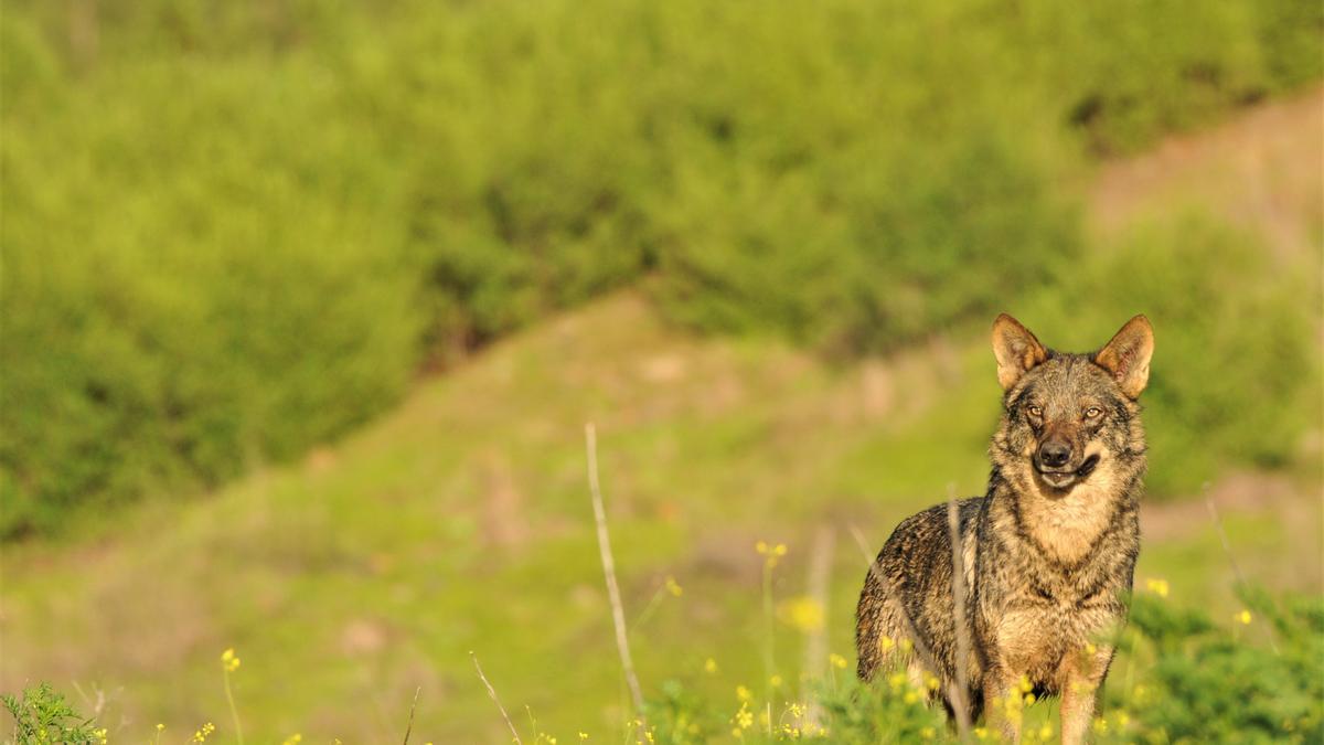 El Congreso vota quitar la protección al lobo por la puerta de atrás