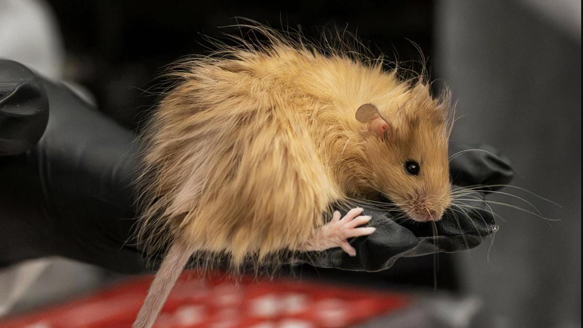 Una empresa crea ‘ratones lanudos’ modificados genéticamente para emular el pelaje de los mamuts