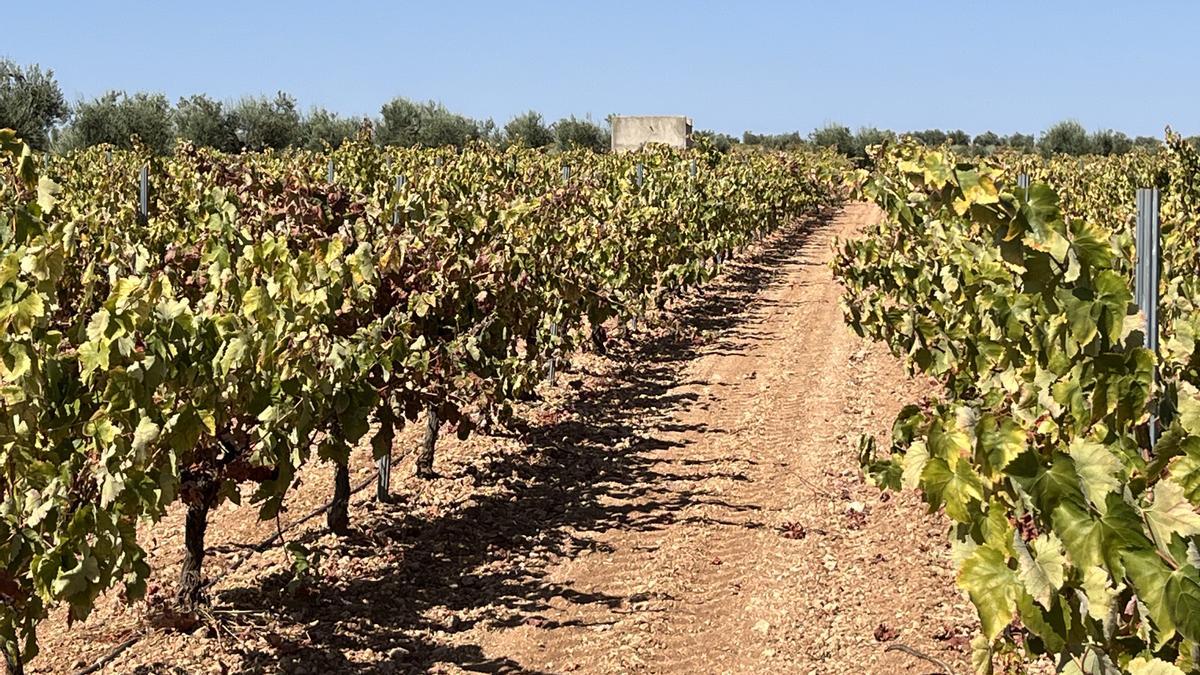 La consejera extremeña de Agricultura alega que otras 42 explotaciones con pozos ilegales también recibieron la ayuda de secano