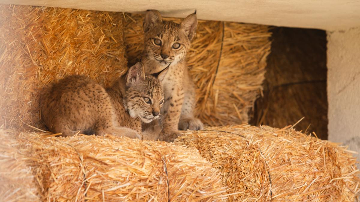 El lince es el nuevo lobo: el ambiente hostil de cazadores y agricultores paraliza tres planes de reintroducción del felino