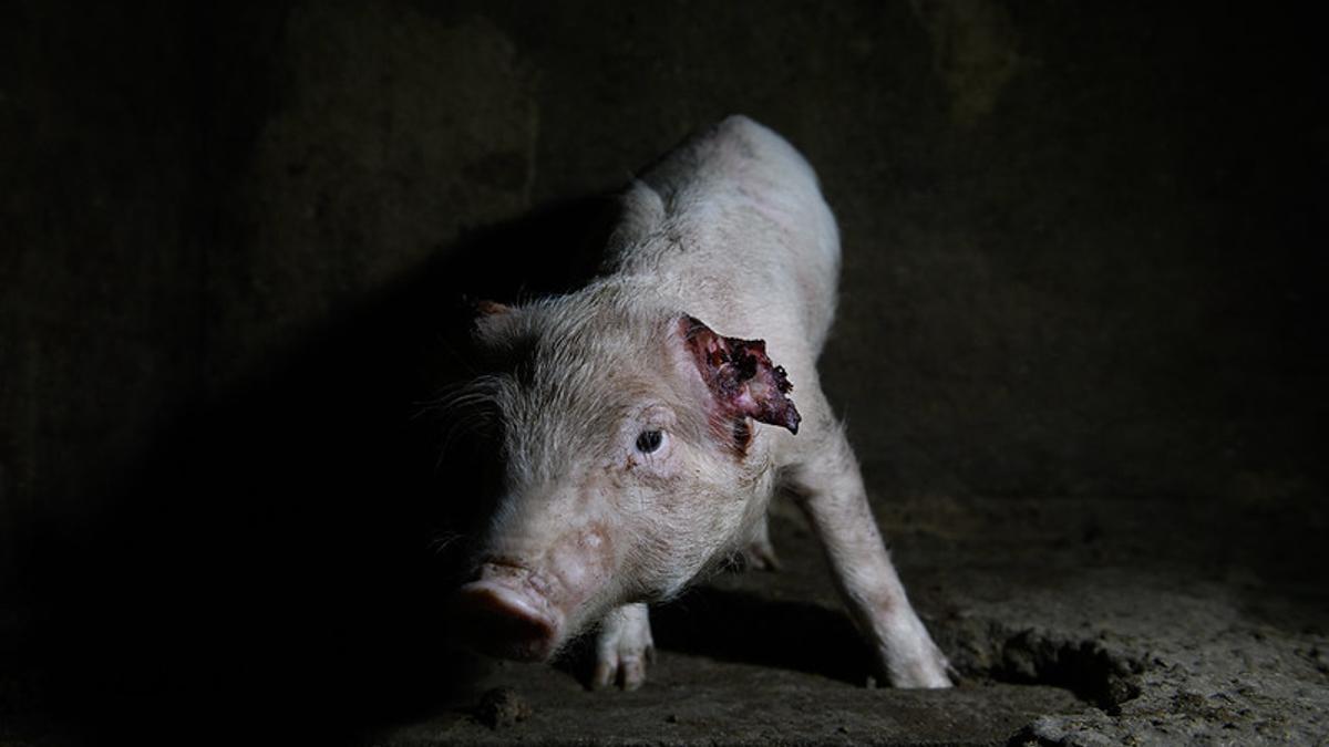 Cerdos moribundos y canibalismo en granjas con sellos de bienestar animal