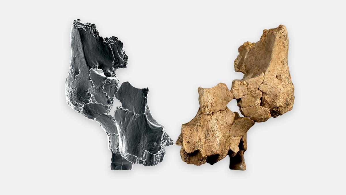 La misteriosa cara hallada en Atapuerca que abre «una nueva página en la evolución humana”