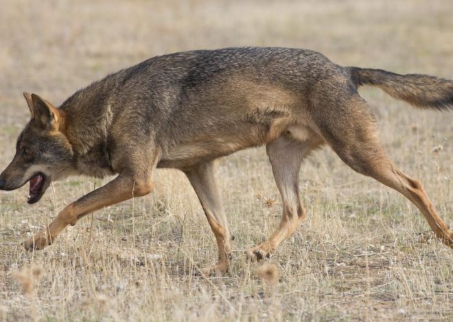 El Congreso aprueba volver a cazar lobos como añadido a la ley sobre desperdicio de alimentos