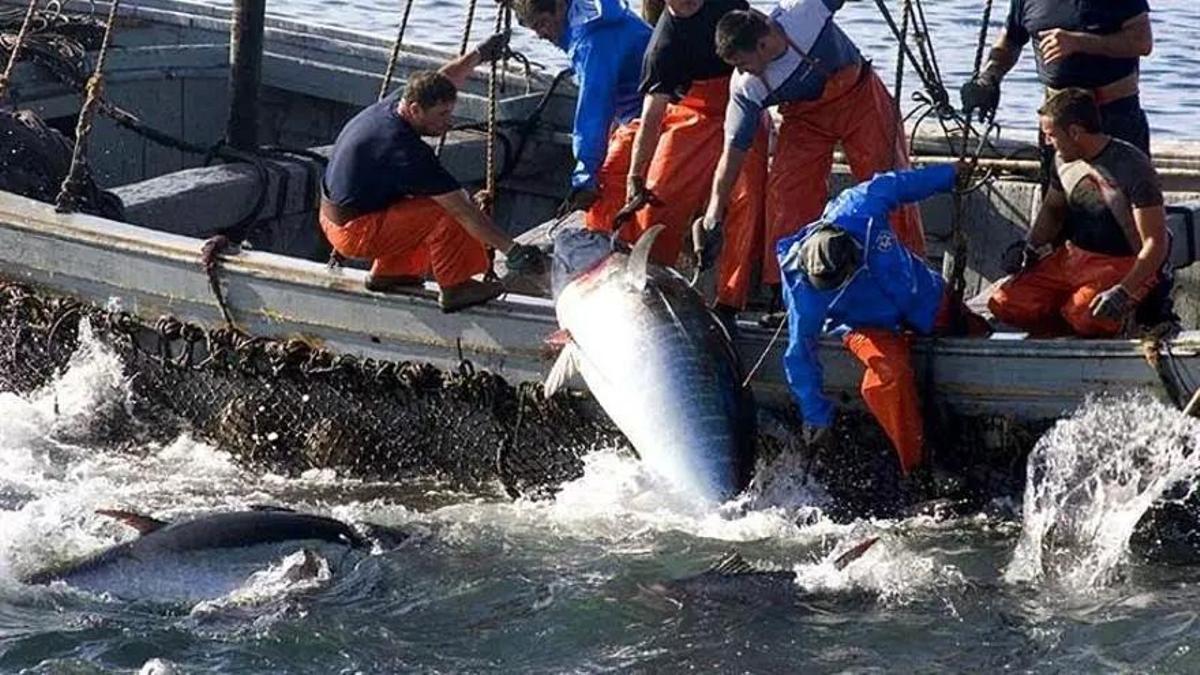 Dos organizaciones ecologistas demandan a España por “no investigar ni sancionar” a barcos sospechosos de pesca ilegal