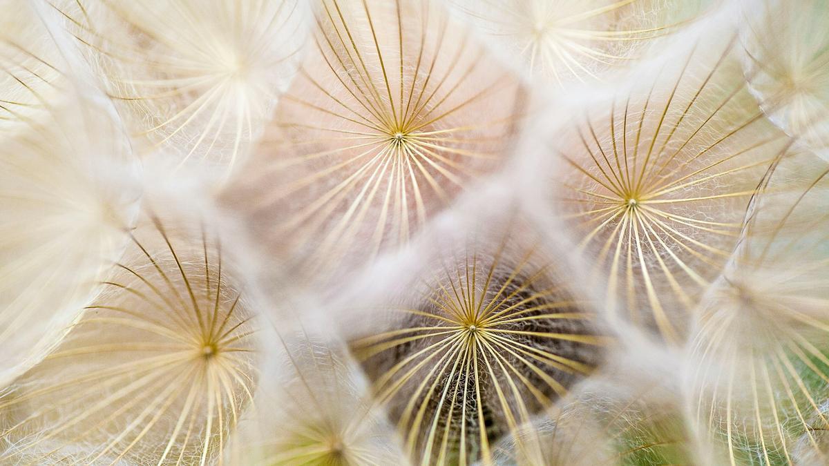 Alergia al polen: las claves de una alergóloga para sobrevellevarla esta primavera