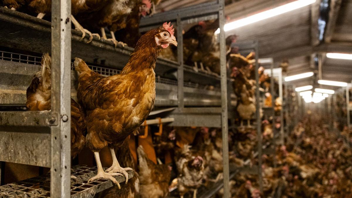 Multa de 420.000 euros y sacrificio de 20.000 gallinas: la inspección del Govern sacude a la ‘macrogranja de los horrores’