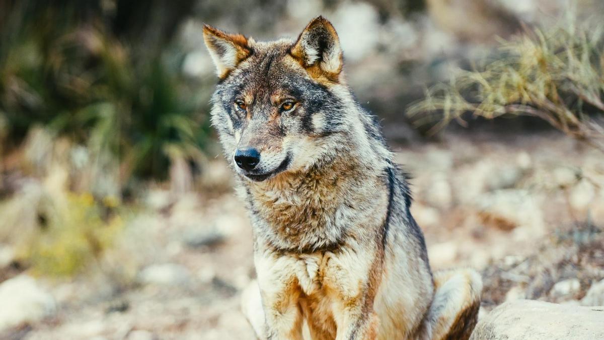 El relincho del poni de Von der Leyen en Alemania acaba en una cacería de lobos en Guadalajara