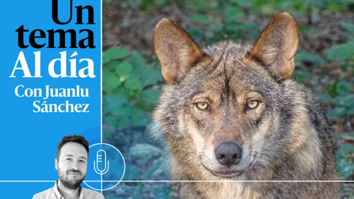 🎙 PODCAST | Que viene el lobo, una fábula política