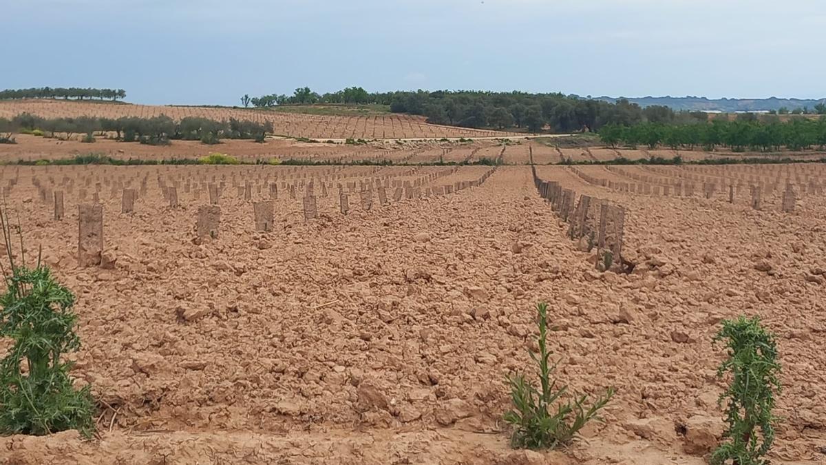 Entidades ecologistas denuncian la reforestación «ilegal» de 45 hectáreas con pinos y alertan del daño a las aves en La Rioja Baja