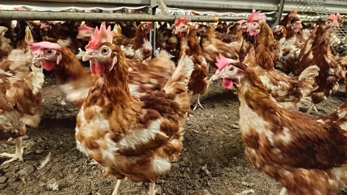 El Ayuntamiento de Llucmajor no inspeccionó la ‘macrogranja de los horrores’ pese a aprobar por unanimidad hacerlo en 2024