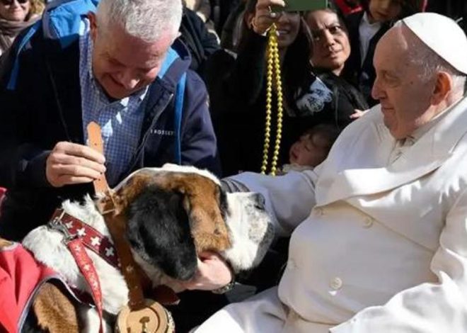 Francisco, sobre los animales