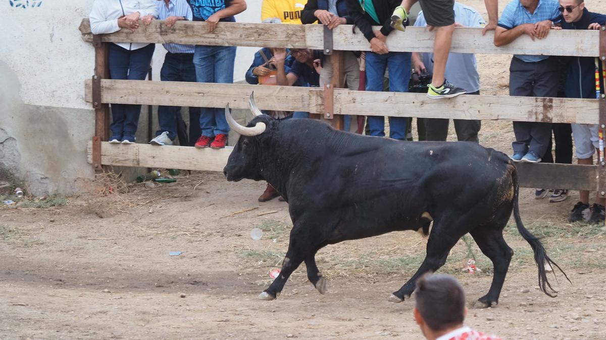 La Junta de Castilla y León recurrirá la anulación del Toro de la Vega por el «derecho» a conservar el festejo