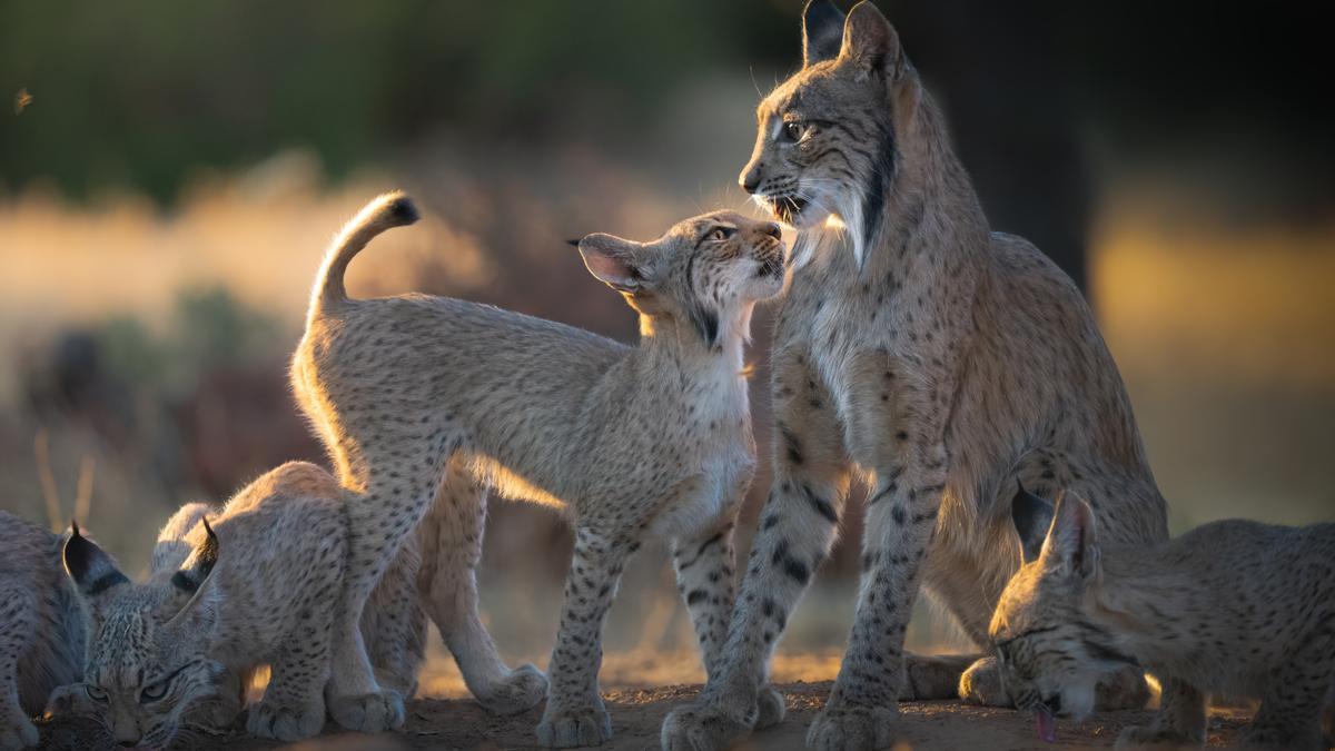 El lince ibérico sigue avanzando a pesar de las pegas que le ponen cazadores y agricultores