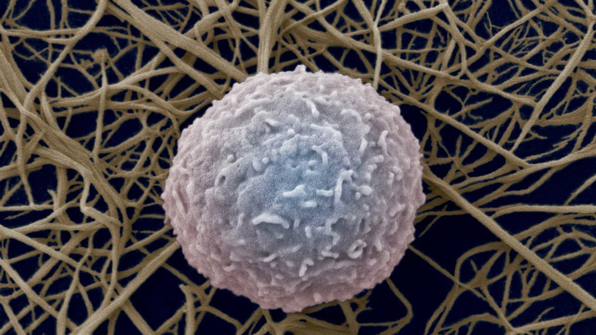Descubren los cambios celulares que hacen envejecer nuestra sangre y aumentan el riesgo de leucemia