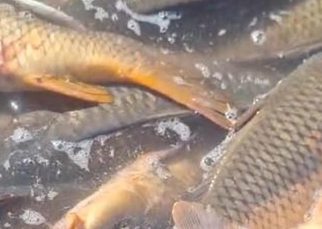 Muerte masiva de peces en la operación de cierre del trasvase que comunica Entrepeñas y Buendía