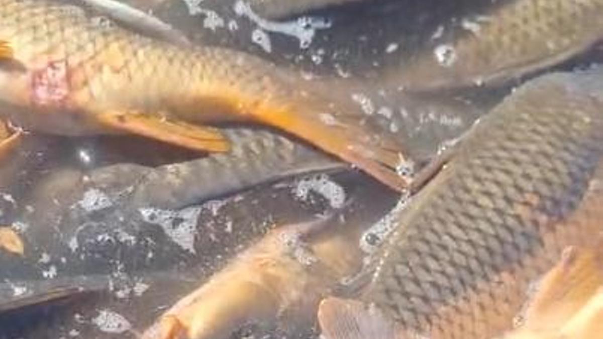 Muerte masiva de peces en la operación de cierre del trasvase que comunica Entrepeñas y Buendía