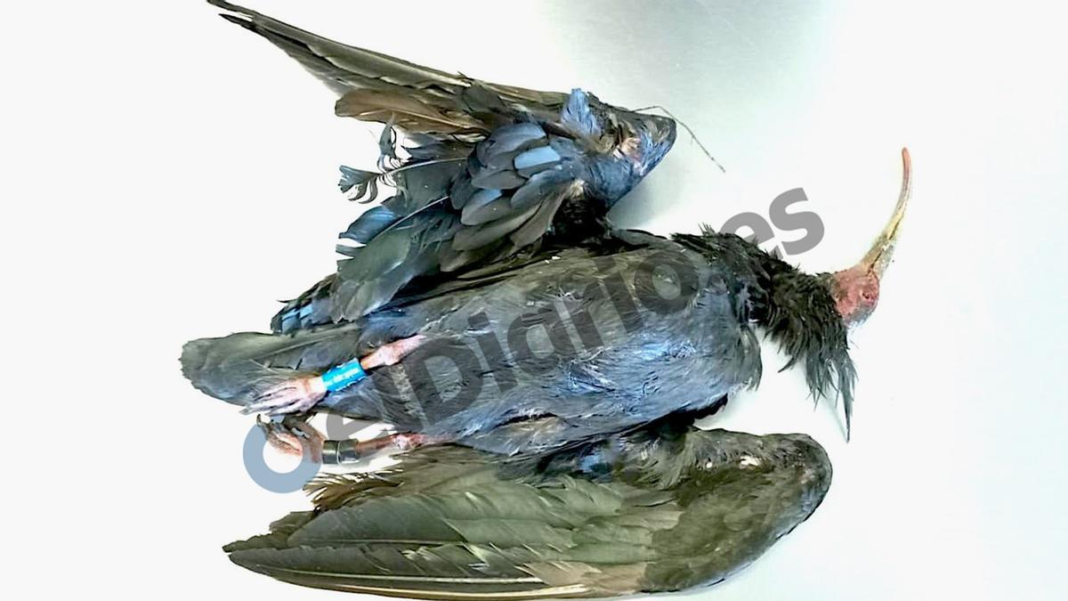 ¿Quién mató a Hel? Tras la pista del cazador que truncó a tiros el fabuloso viaje del ibis eremita