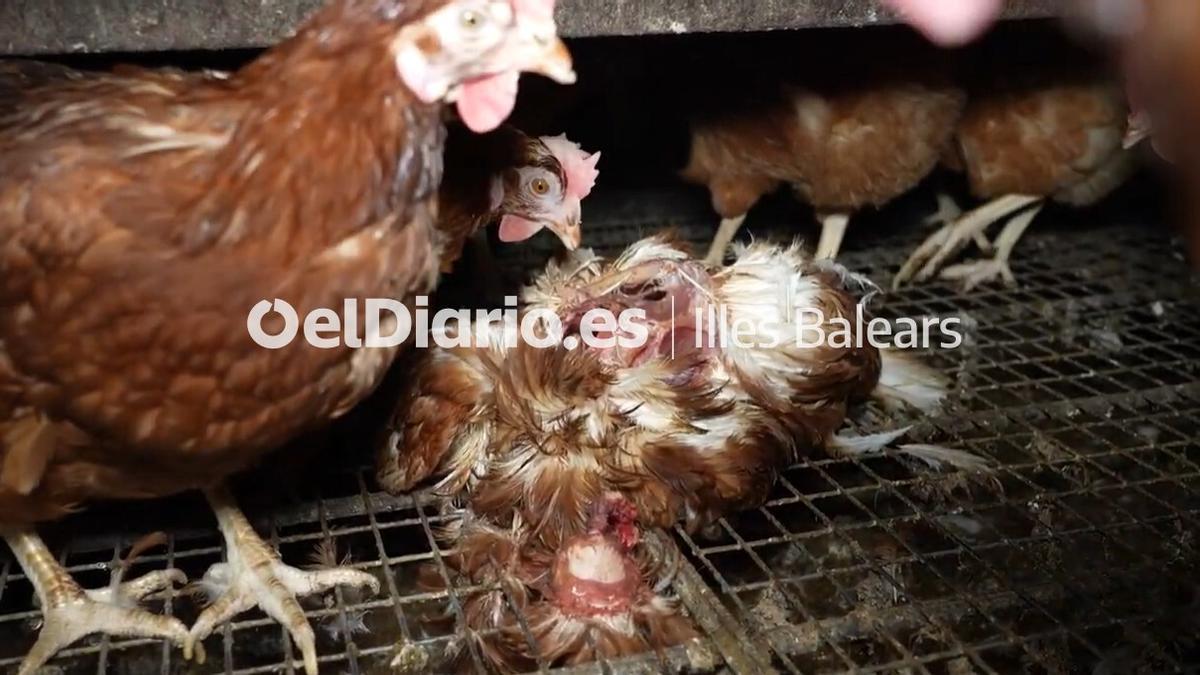 Alcampo retira los huevos de la ‘granja de los horrores’ de Mallorca tras las imágenes que denuncian maltrato animal y suciedad