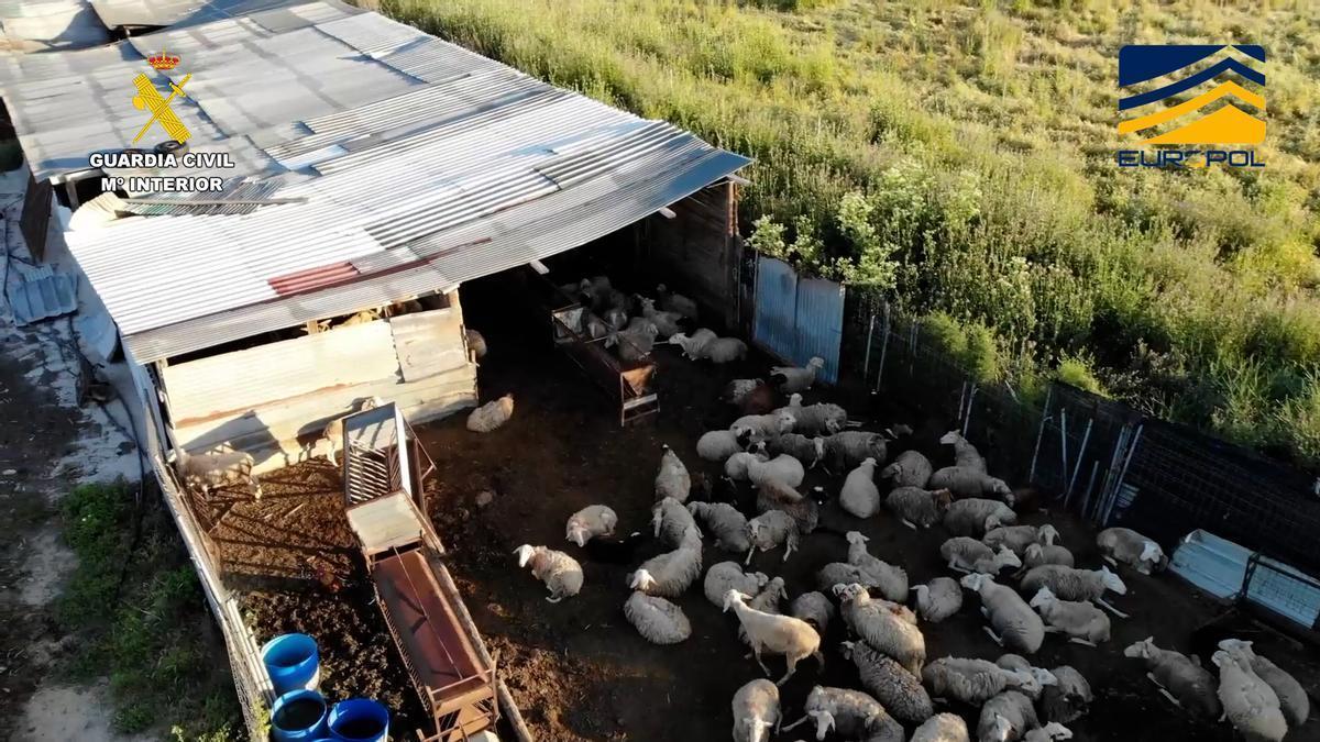 La Guardia Civil desmantela una red de mataderos clandestinos por delitos contra la salud pública y maltrato animal