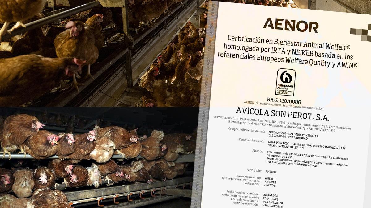 AENOR ofreció a la ‘granja de los horrores’ de Mallorca pactar la fecha de la auditoría de “bienestar animal” que fue favorable