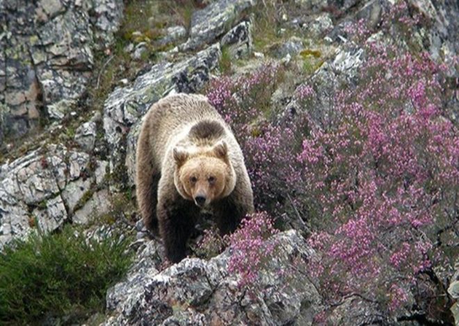 Donde aún manda la naturaleza: escapadas para ver osos, lobos, linces y quebrantahuesos