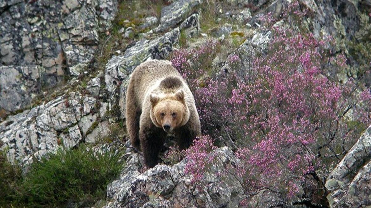 Donde aún manda la naturaleza: escapadas para ver osos, lobos, linces y quebrantahuesos