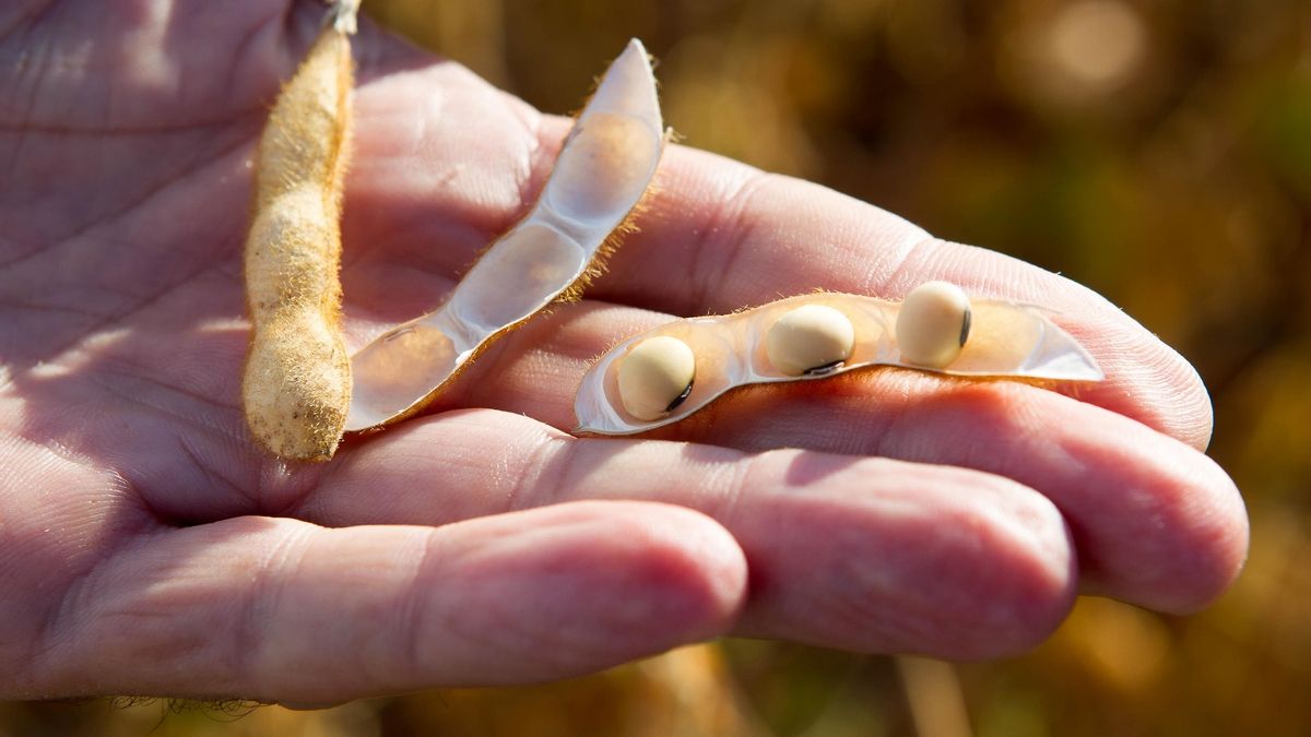 Ni transgénica, ni insegura, ni afecta a la fertilidad: lo que sabemos hoy sobre la soja