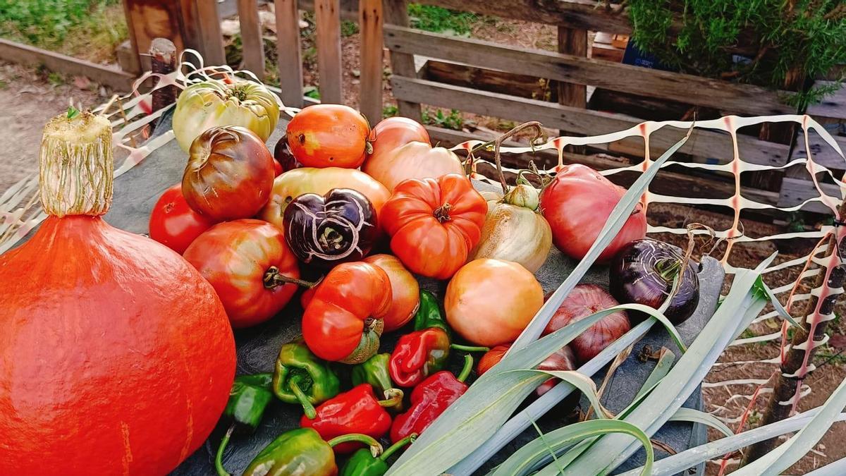 Cómo me ha cambiado la vida tener mi propia huerta urbana