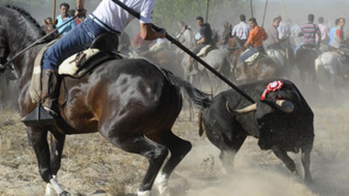 La Justicia veta el Toro de la Vega otra vez pese a los cambios introducidos por el Ayuntamiento de Tordesillas y la Junta