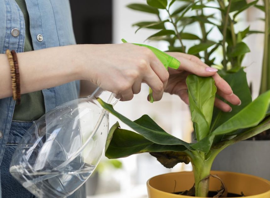 Por qué cuidar de las plantas tiene tantos beneficios (a pesar del trabajo que cuesta)
