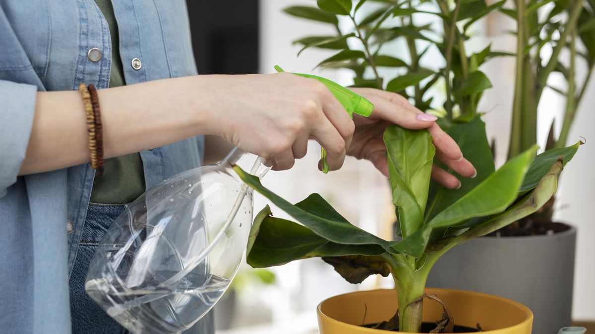 Por qué cuidar de las plantas tiene tantos beneficios (a pesar del trabajo que cuesta)