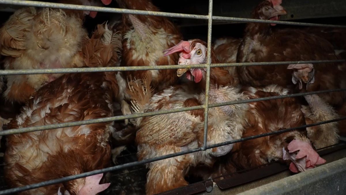 Con parásitos, desplumadas y rodeadas de cadáveres: nuevas imágenes de las gallinas explotadas en la ‘granja de los horrores’