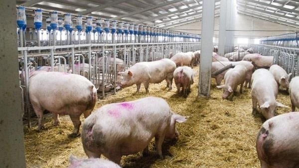 El Supremo paraliza la ampliación de una granja de cerdos en Granada en uno de los pueblos más contaminados de España