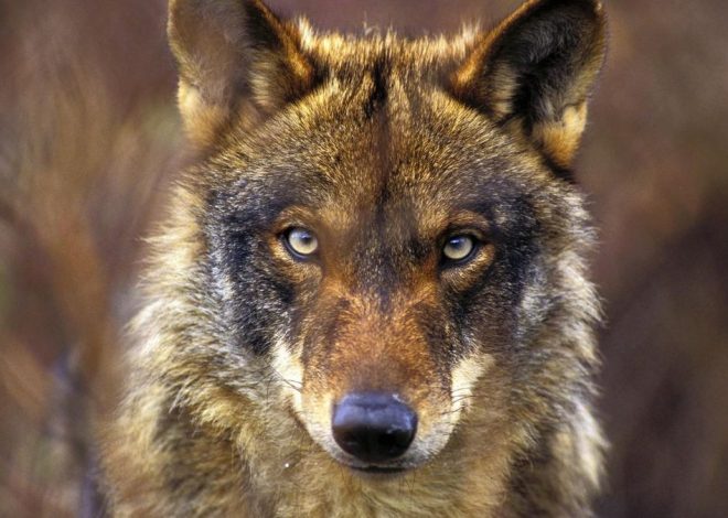 Nuevo censo del lobo: las manadas están un tercio por debajo del umbral de seguridad a pesar de la protección