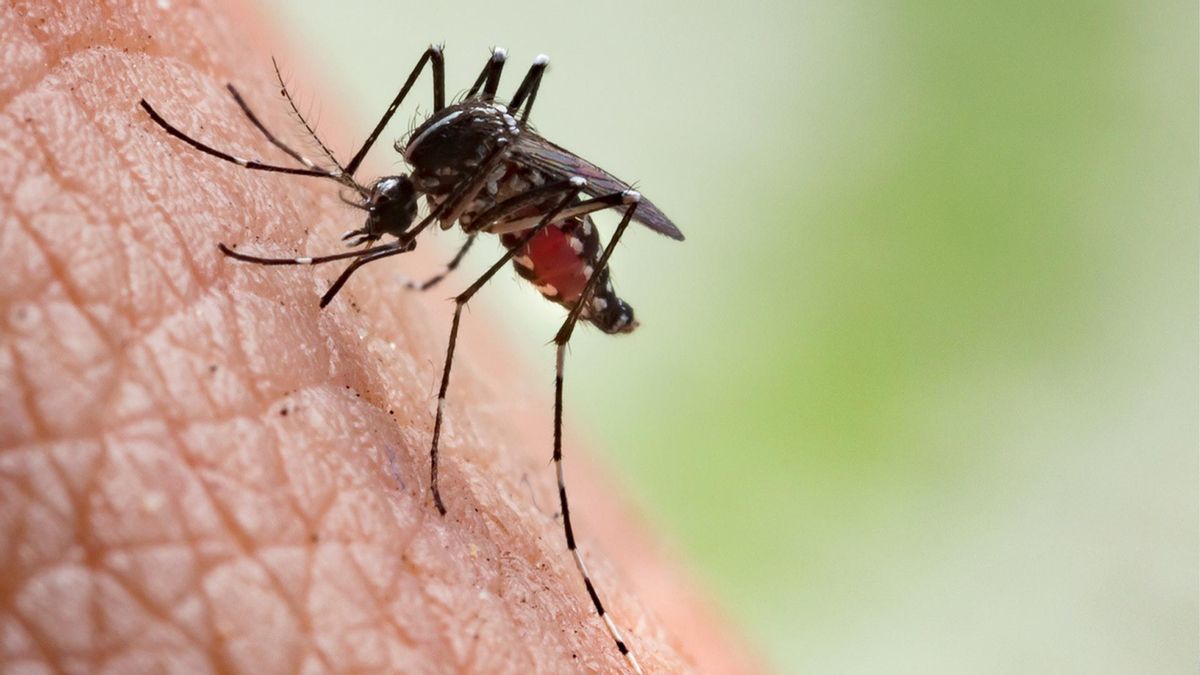 Un estudio revela que los mosquitos se sienten atraídos por un color en particular