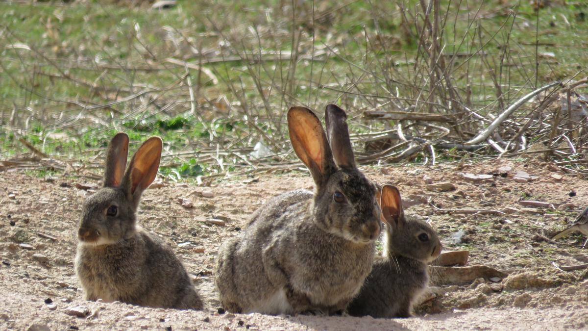 El primer censo del conejo: declive preocupante en la mayoría del territorio, aunque con zonas de «explosión»