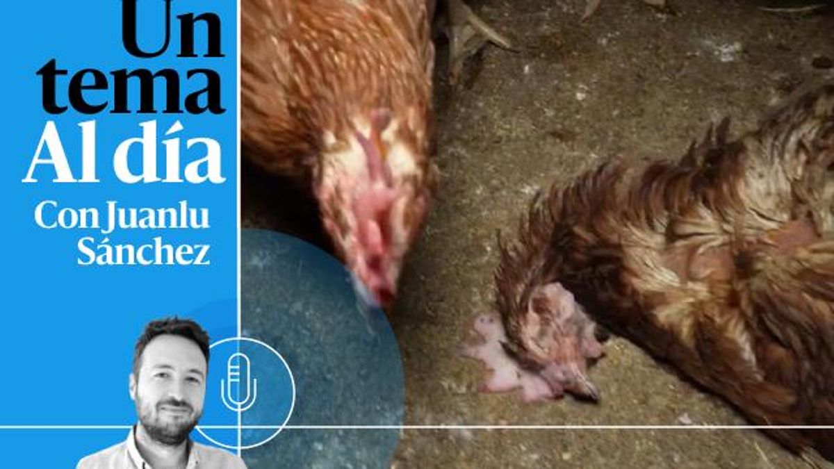 🎙 PODCAST | La granja de los horrores