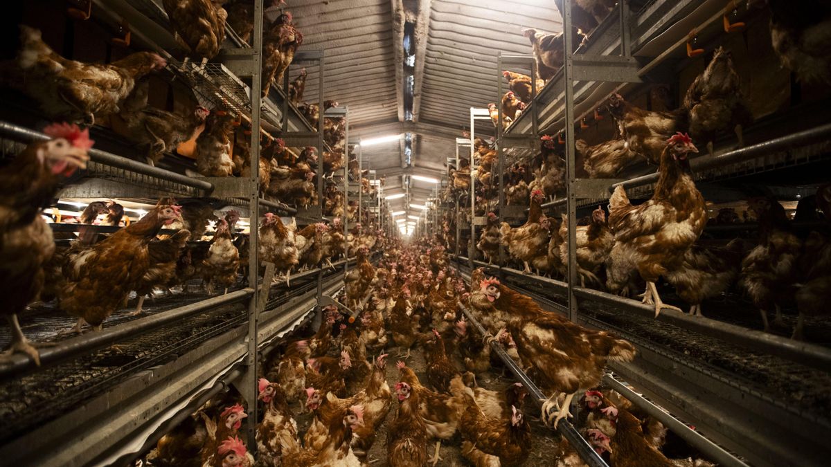 El Govern balear mantiene abierta la ‘granja de los horrores’ pese a la sanción de 420.000 euros y las imágenes de maltrato animal
