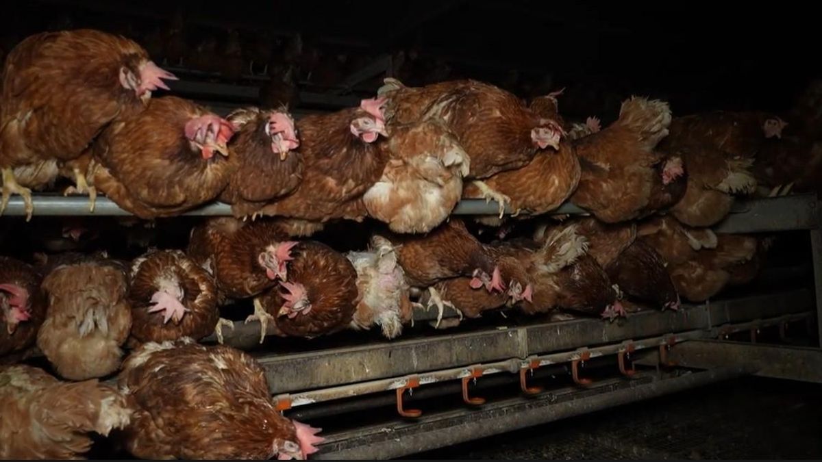 La ‘granja de los horrores’ que hacina gallinas vivas y muertas será multada con 200.100 euros por irregularidades graves