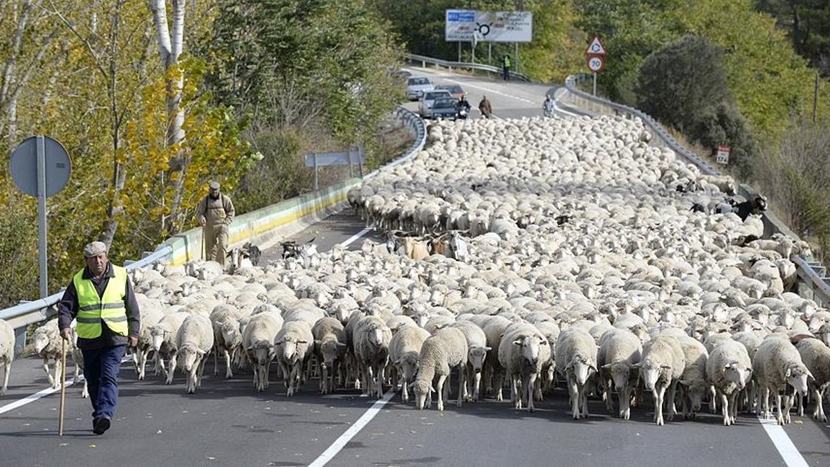 El abordaje actual de la trashumancia: “Ahora está más en cultura que en agricultura”