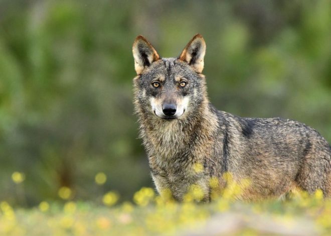 El lobo pierde oficialmente protección en Europa y activa la norma que permitirá cazar la especie en toda España