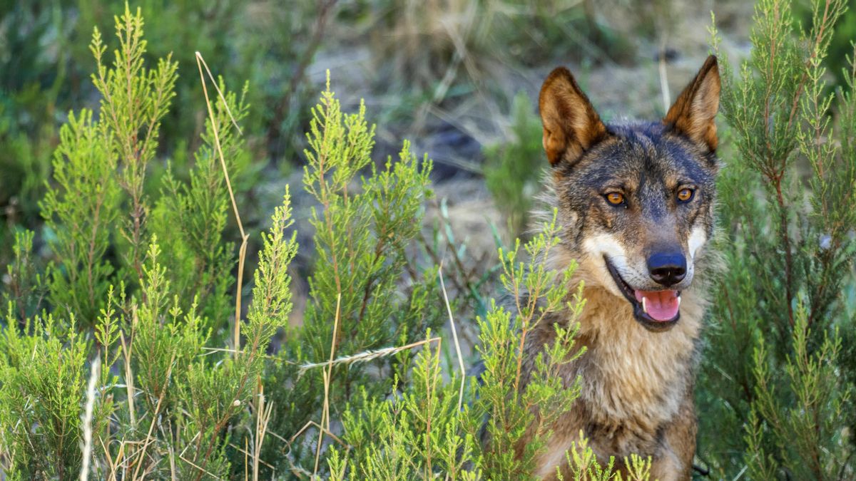Ángel M. Sánchez, biólogo: “Vivimos un momento de locura colectiva contra el lobo, que es vital para los ecosistemas”