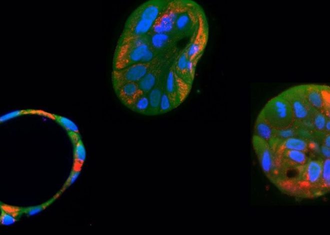 Editan y corrigen por primera vez el inaccesible ADN de las mitocondrias, que produce graves enfermedades raras